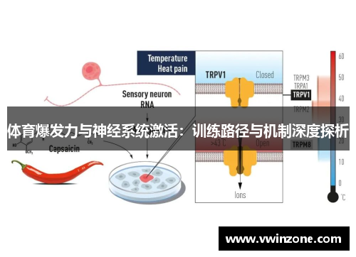 体育爆发力与神经系统激活：训练路径与机制深度探析